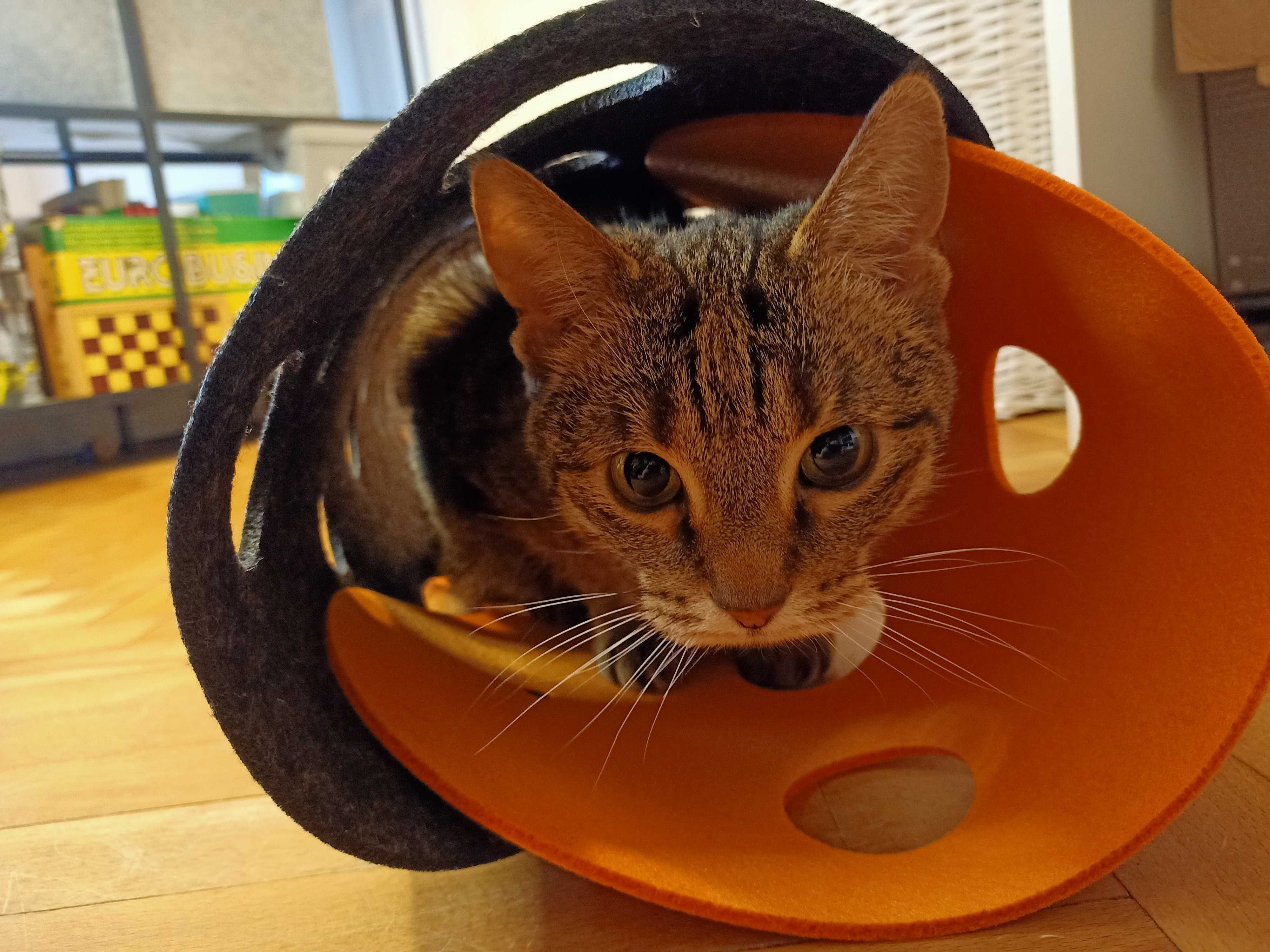 Tunel dla kota 2w1