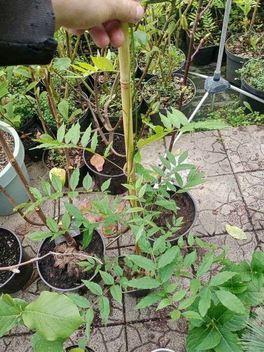 Гліцинія великоквіткова!