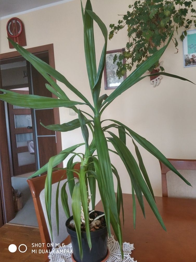 Dracena roślina doniczkowa.