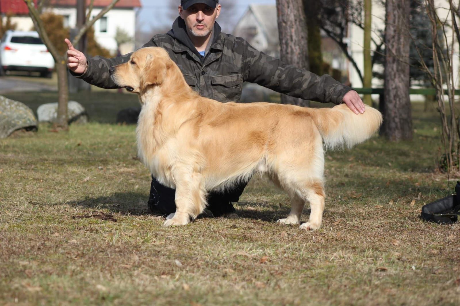 Reproduktor golden retriever