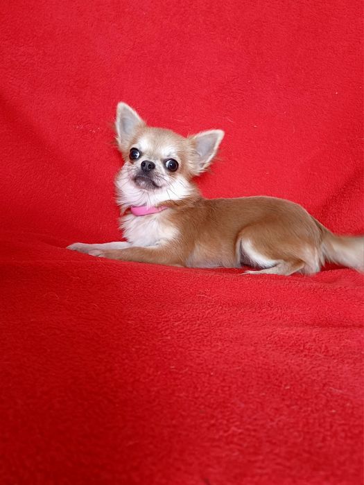 Девочка подросток красивая