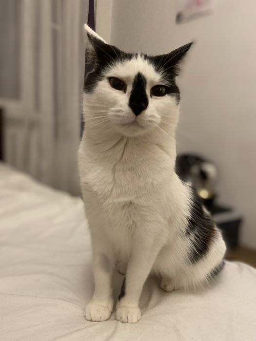 Zuzia pilnie szuka domu