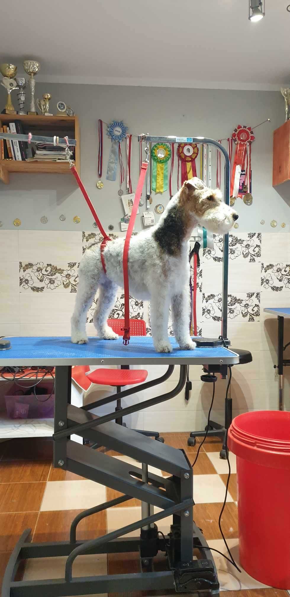 KURSY Groomerskie STRZYŻENIA PSÓW grooming Promocja 6 dni-3200 zł