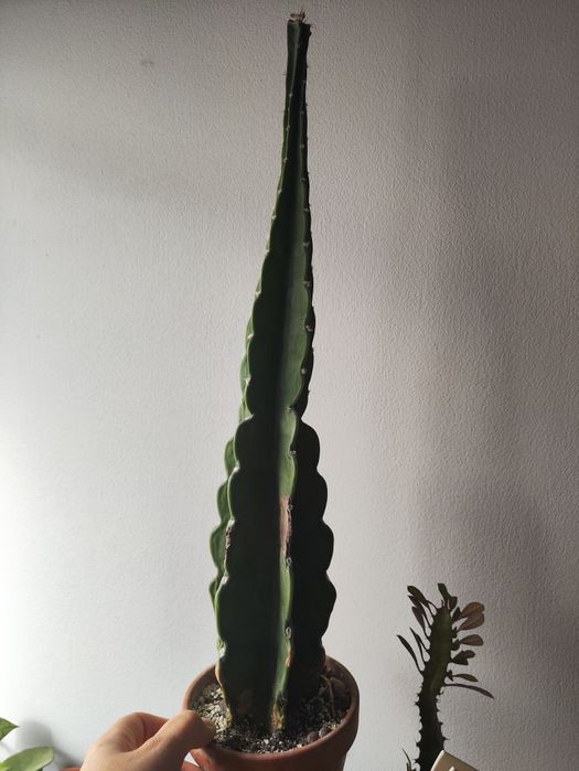 Kaktus cudlly do odratowania/pociecia