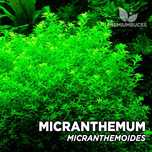 Podas de micranthemum micranthemoides