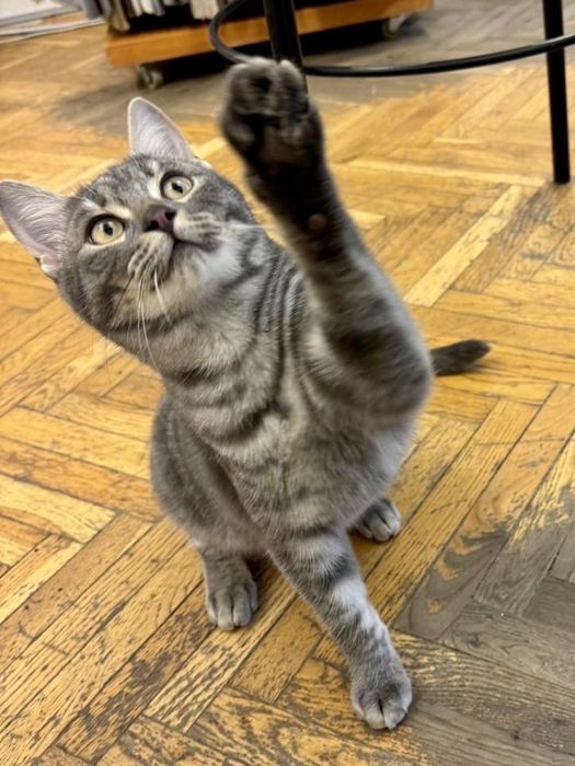 Кошенята,5 міс,оброблені від бліх,глистів,вакциновані,ходять на лоток