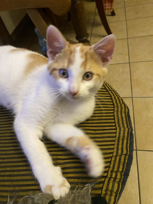 Kotek 6 miesięczny do adopcji