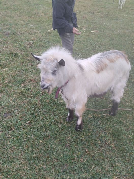 Продам добротного козликаа