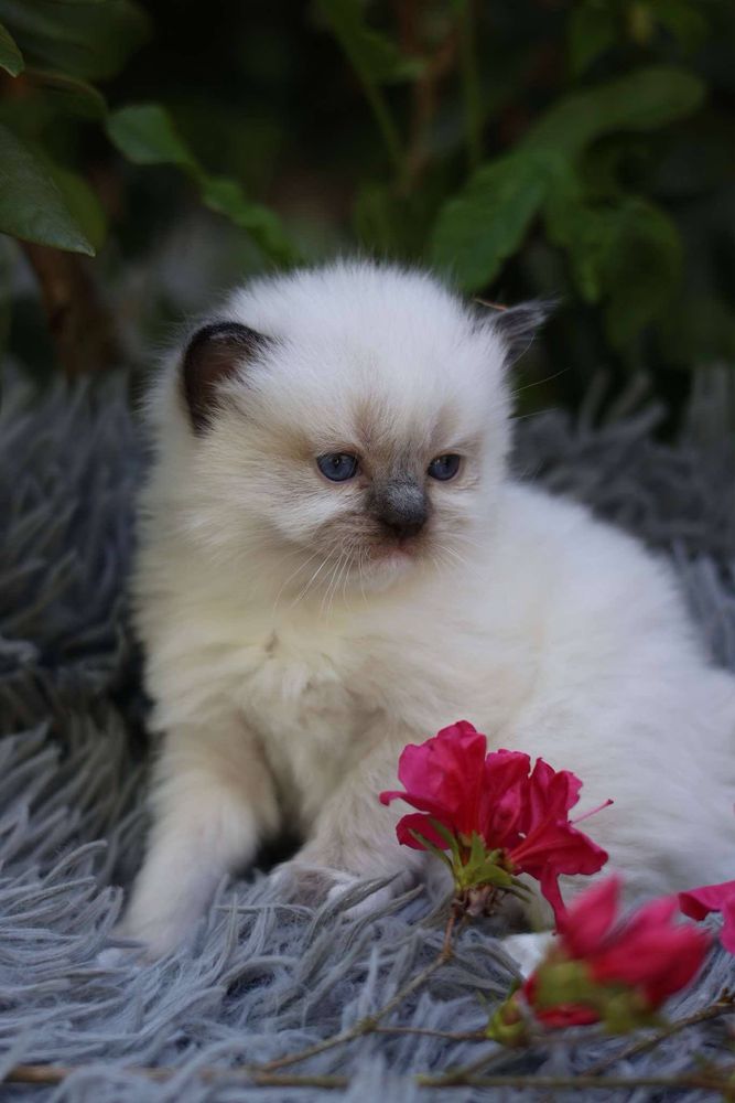 Ragdoll ragdolle ragdollowo