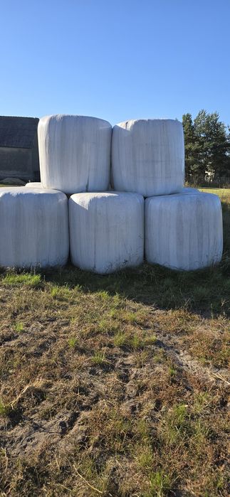 Kiszonka z zyta i wyki