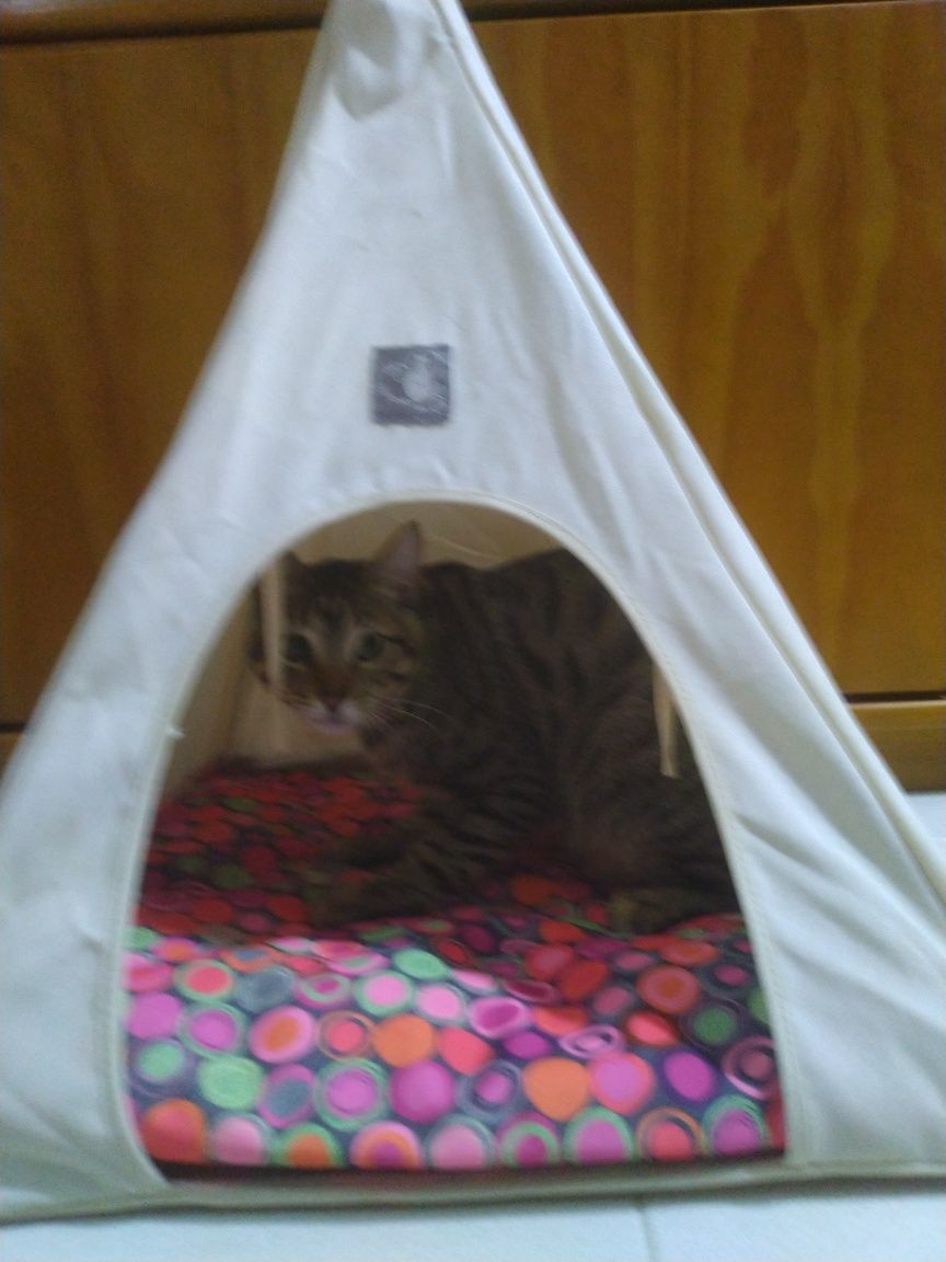 Cabana cama gato/cão