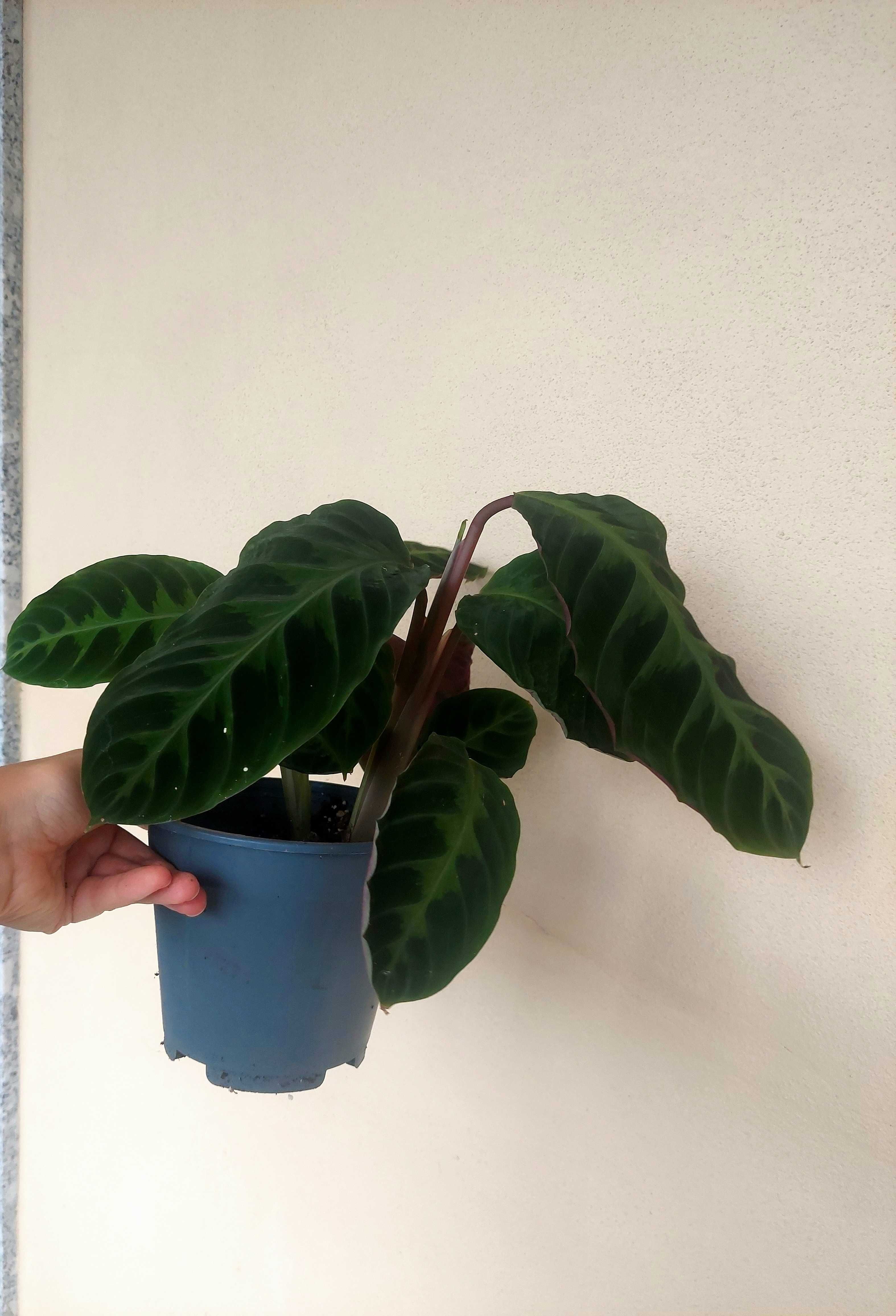 Planta Calathea warscewiczi