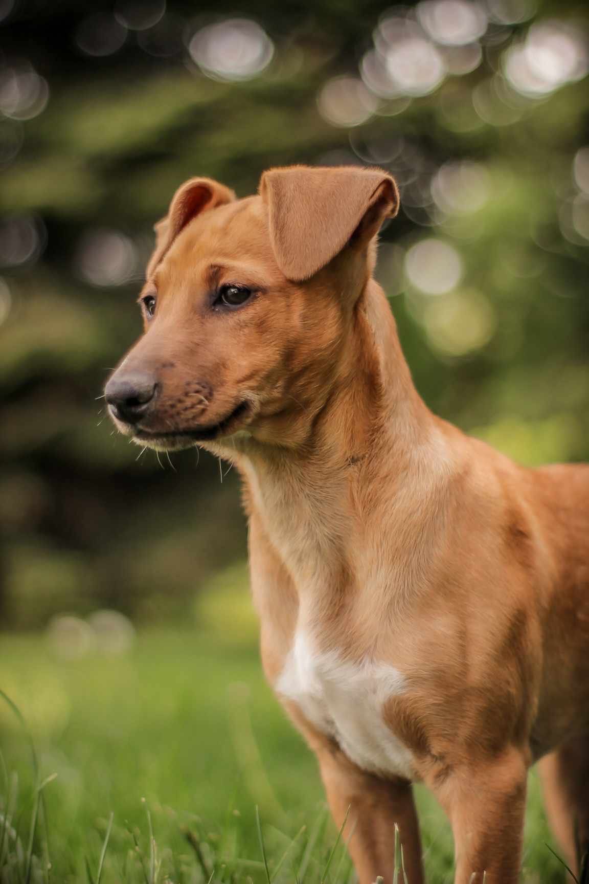 Lusia i Mika szukają domów