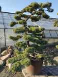 Bonsai ogrodowe  Jałowiec wirginijski Produkcja własna Szkółka Roślin