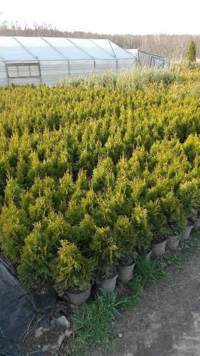 thuja danica,tuja danika, globosa, kulka,szmaragd,