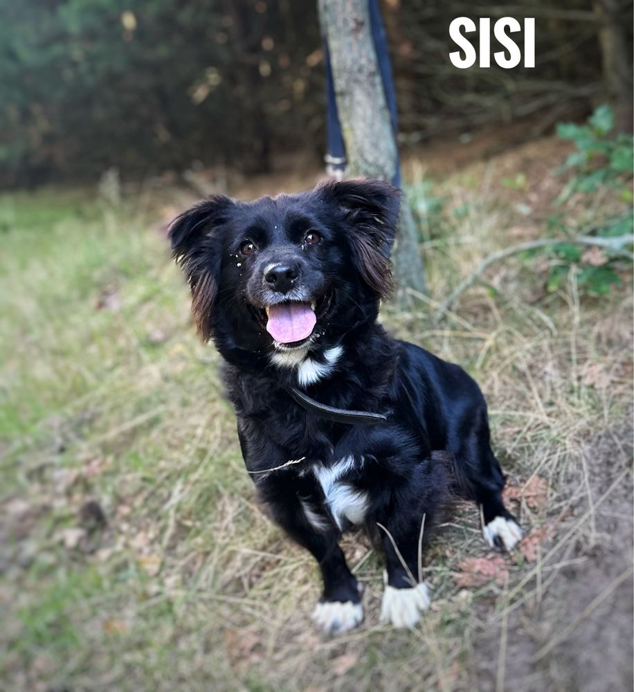 2 letnia, 11 kg Sisi szuka domu.