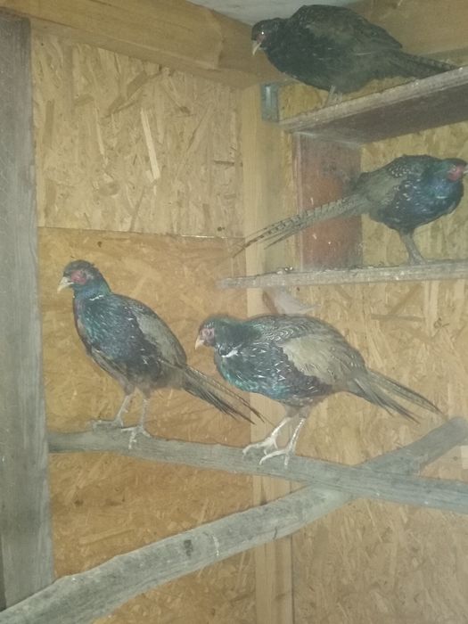 Bażanty łowne, mongolskie