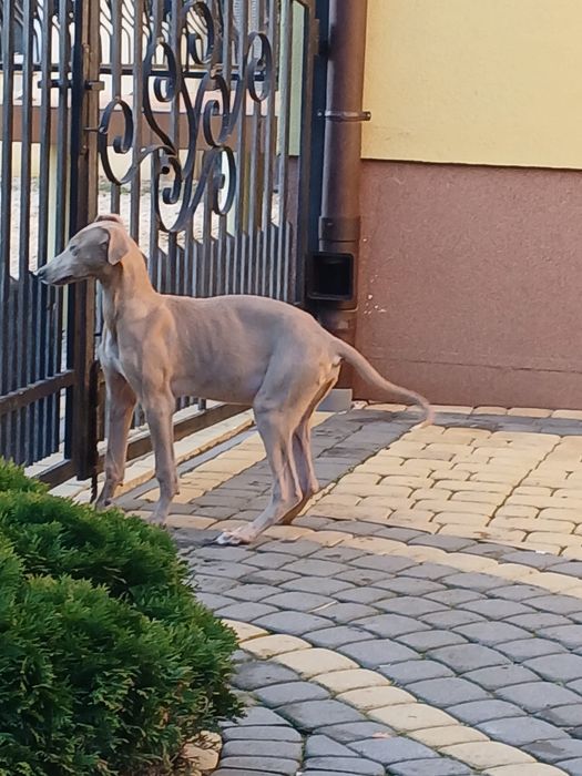 Chart Angielski Greyhound śliczny piesek