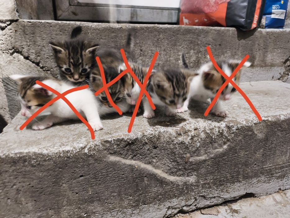 Posiadam kotki do oddania