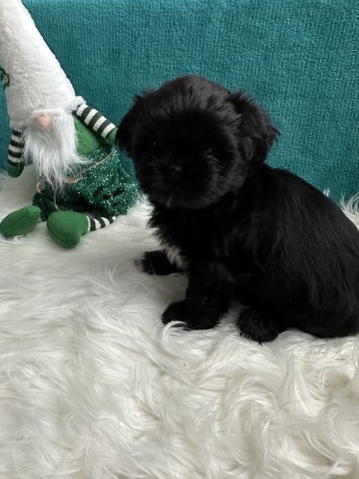 Shih-tzu śliczny czarny piesek-ZAREZERWOWANY
