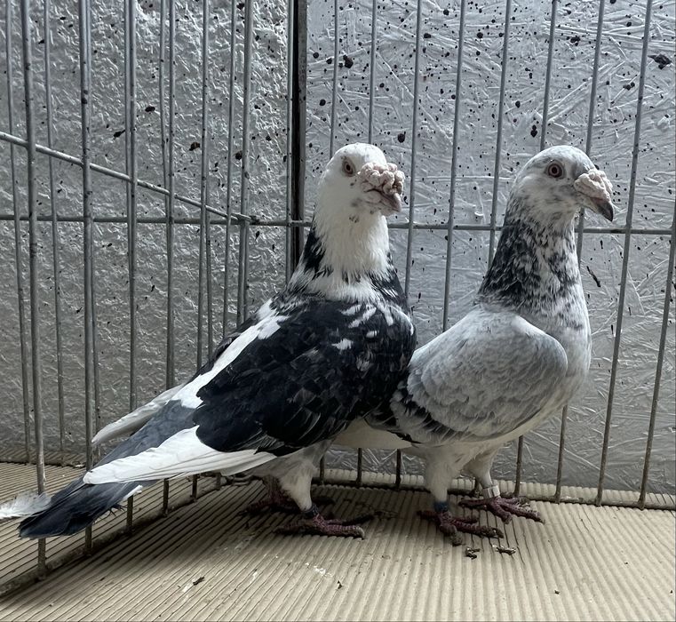 Golebie staropolskie