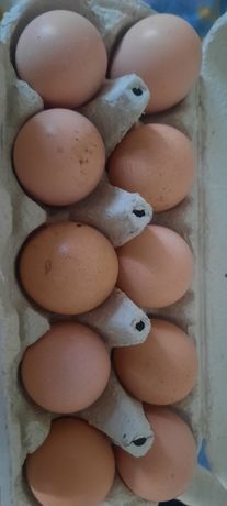 Яйця інкубаційни