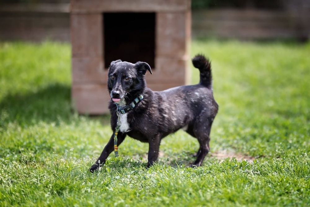 Zaginął pies mały czarny w białe kropki