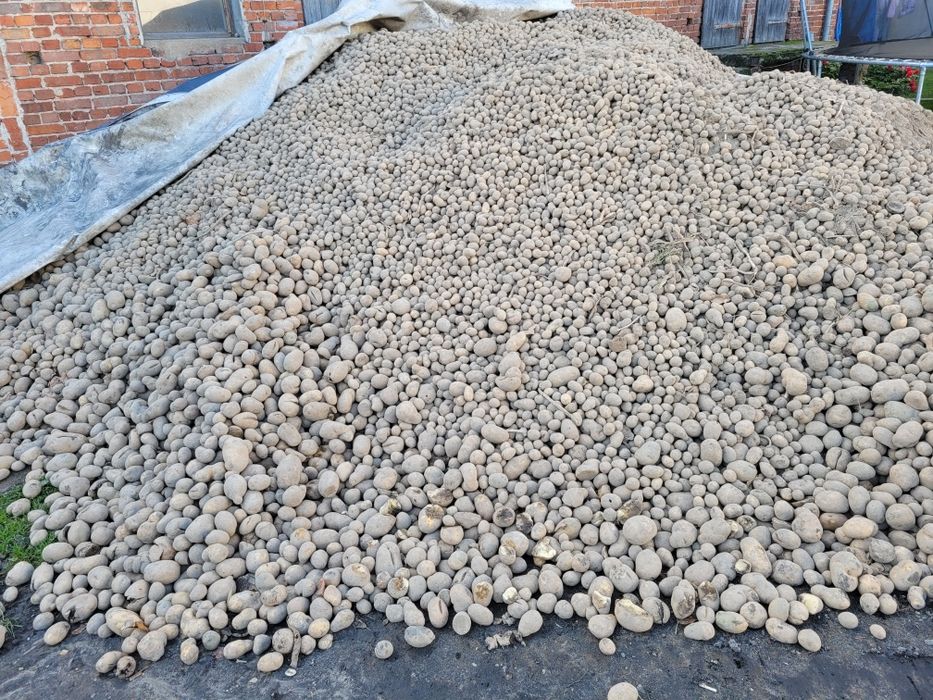 Ziemniaki odpadowe, paszowe