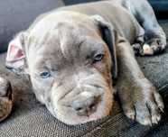Amstaff blue przytulas chłopak niebieski  samiec
