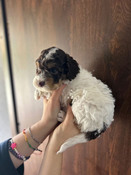 Lagotto Romagnolo chłopiec