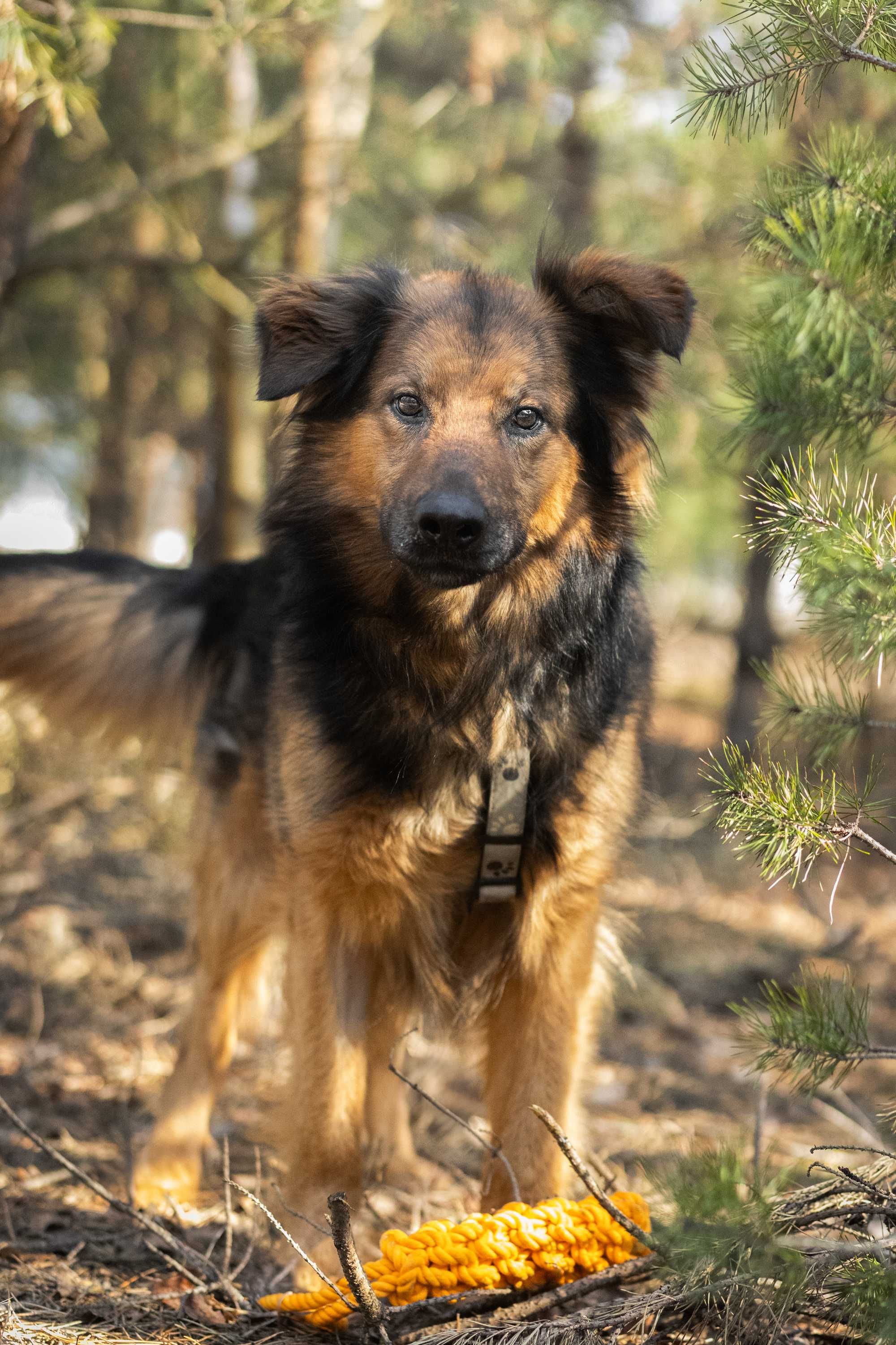 Adoptuj Rexa owczarka!