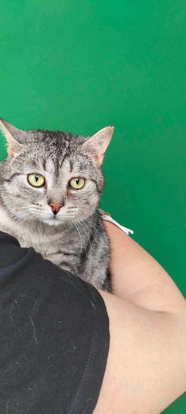 Adoptuj kotka z azylu