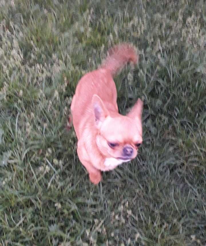Chiuhuahua piesek