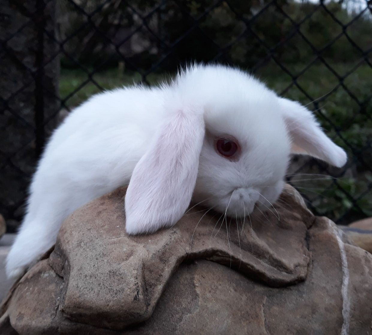 Królik karzełek baranek mini lop biały albinos