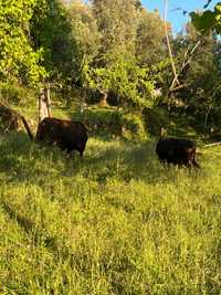 Vendo duas vacas e uma vitela maronesas