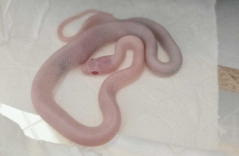 Wąż zbożowy Blizzard - młode samce i samice