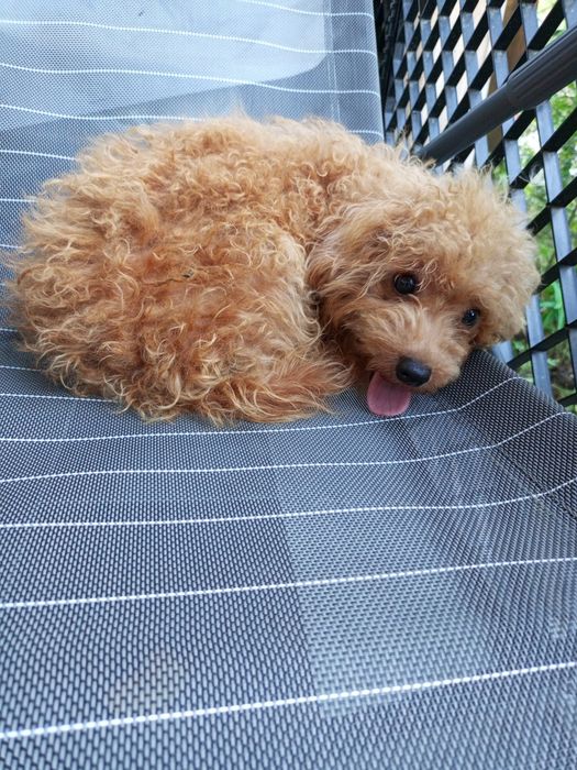 Мальтіпу F 2 діва підрощена.