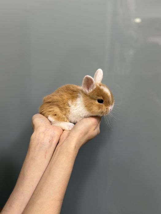 Нідерландський карликовий кролик супер  міні