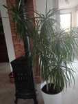 Dracena duża do salonu lub obiektu