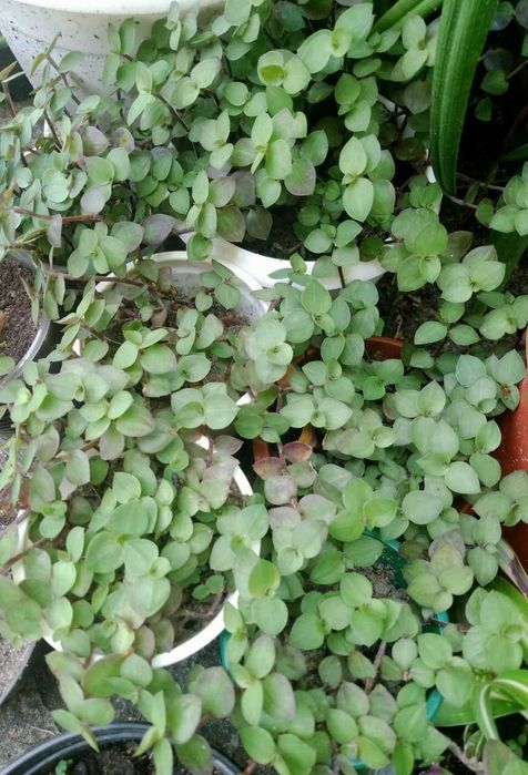 Традесканція альбіфлора, рео, колізія