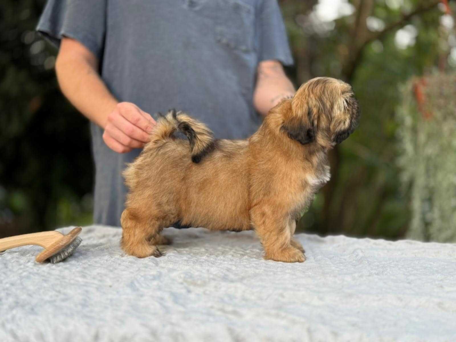 Unikatowy piesek Shih Tzu!  Gotowy DO ODBIORU!
