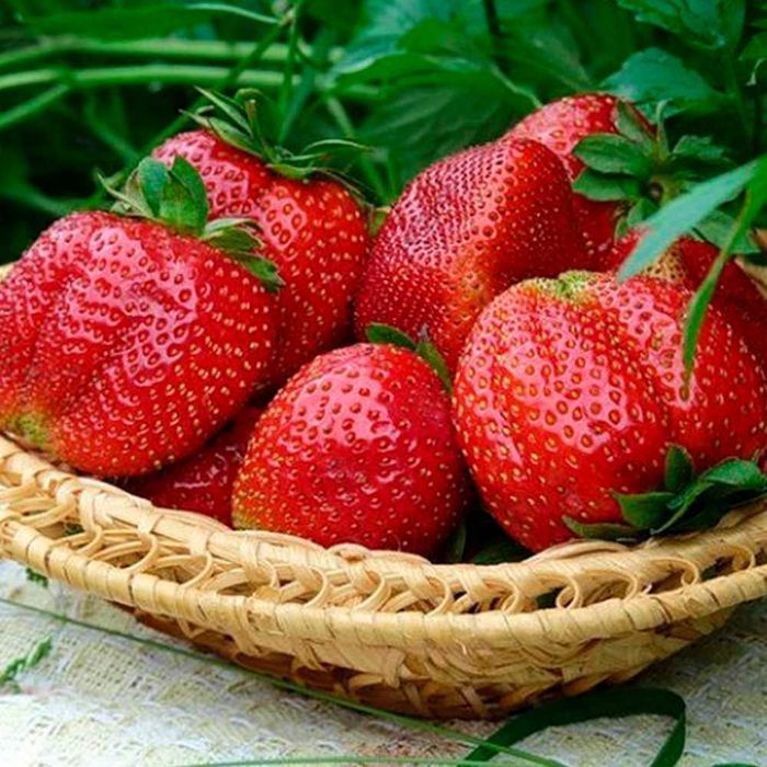 Саджанці розсада полуниці клубніки/Саженцы рассады клубники (10 штук)