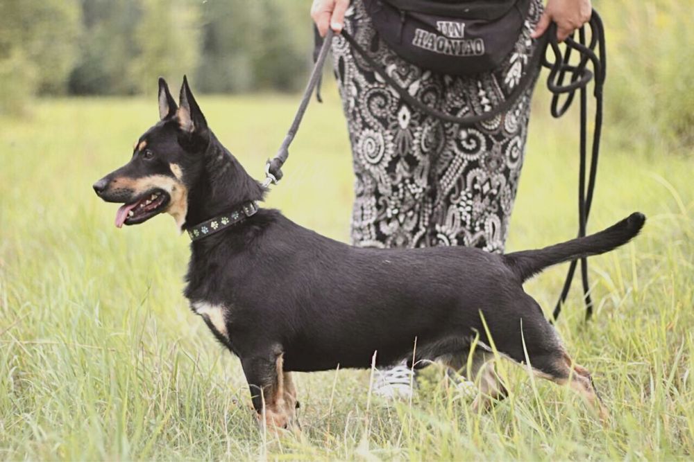 Uśmiechnięty, wesoły i przyjacielski Lisek szuka domu!