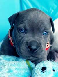 American Staffordshire Terrier