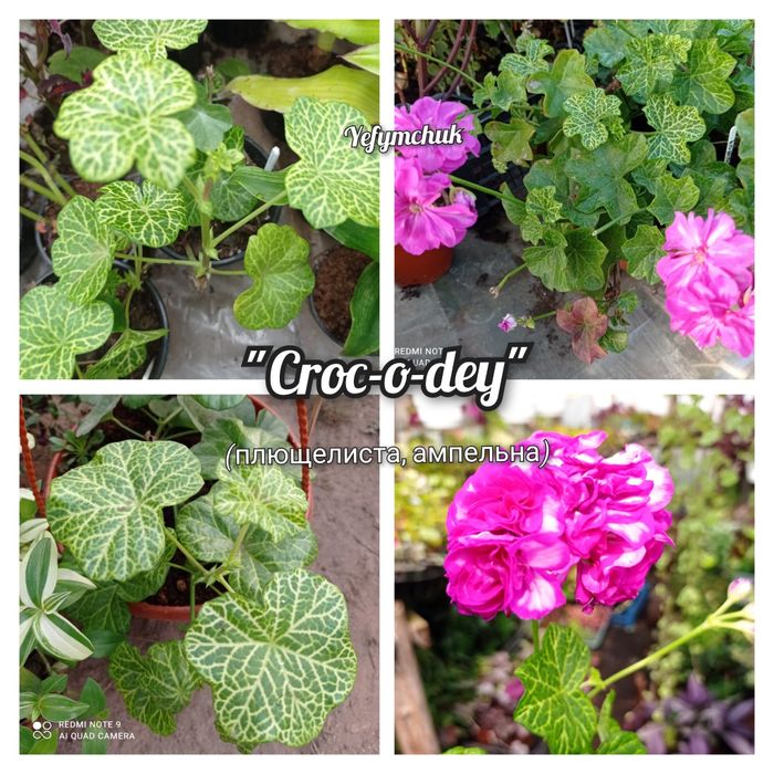 Пеларгонія великий вибір