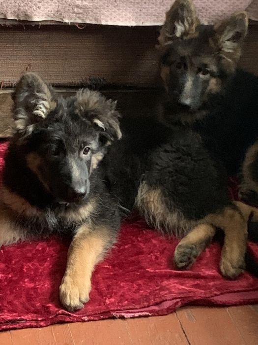 Продаются щенки  Немецкой Овчарки