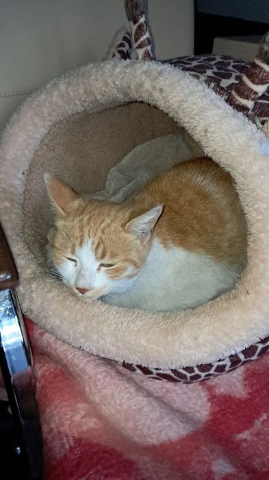 Отдам даром в добрые руки рыже-белую кошечку