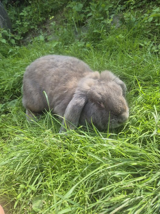 Samica barana francuskiego