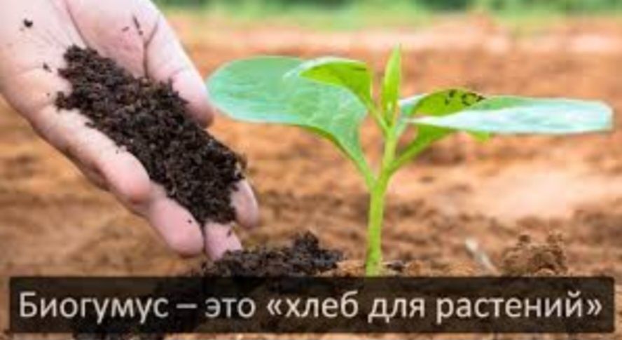 Продам Чернозем!Перегной Навоз Чернозем биогумус, перегной,  торф.