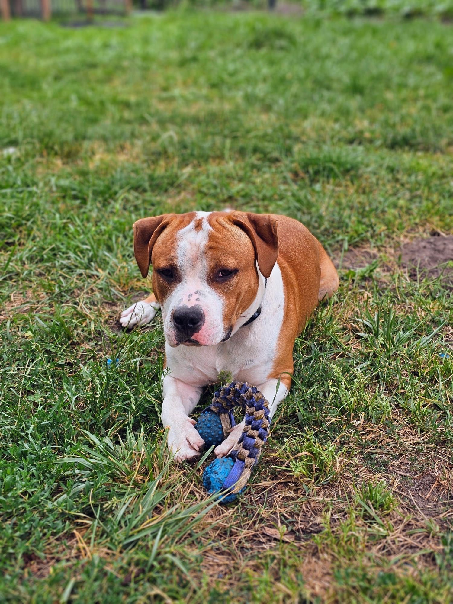 Amstaff FCI - szczeniak 10 miesiecy